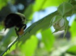 Bumblebee on a mission to raspberries